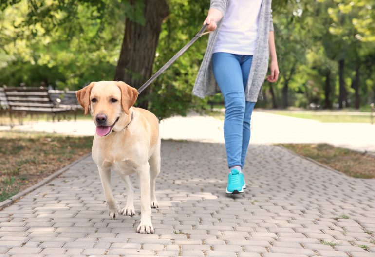 Who Keeps the Pet when Divorcing?